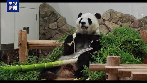 日本大熊猫回国.,跨国友谊见证生态保护成果