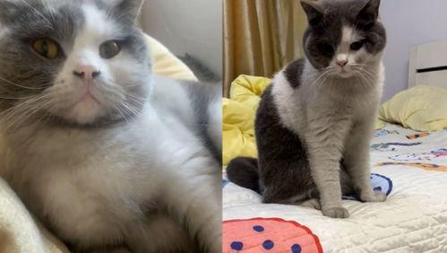 猫咪新皮肤爆料视频,猫咪新皮肤惊艳亮相！揭秘爆料视频中的亮点与细节