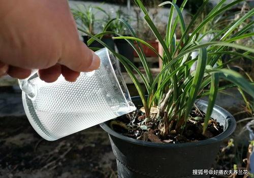 兰草腹肌视频,揭秘健身达人腹肌养成秘诀