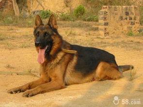 狼狗最新爆料网站下载大全,揭秘热门资源一网打尽