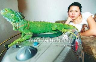 蜥蜴网在线播放,热门剧集在线播放，精彩内容不容错过